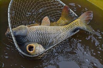 Výlov rybníku JINDRA